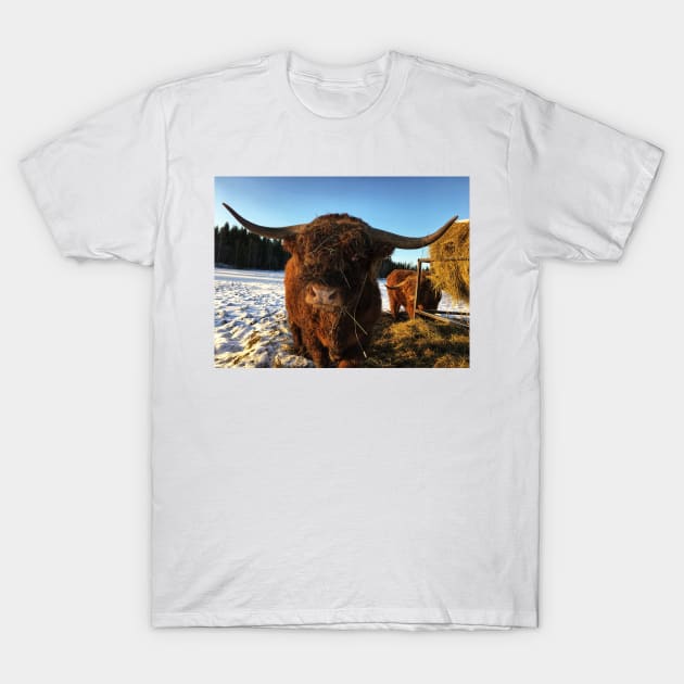 Scottish Highland Cattle Bull 2261 T-Shirt by SaarelaHighland